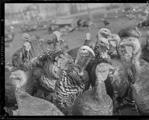 Turkeys