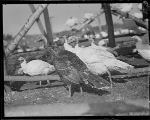 Turkeys