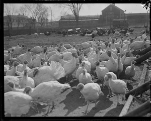 Turkeys