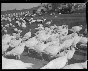 Turkeys