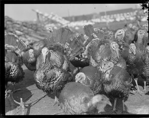 Turkeys