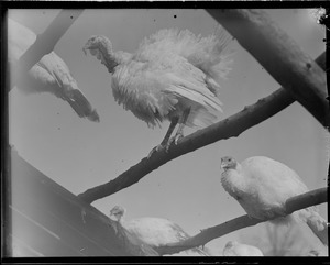 Turkeys