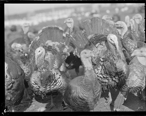 Turkeys