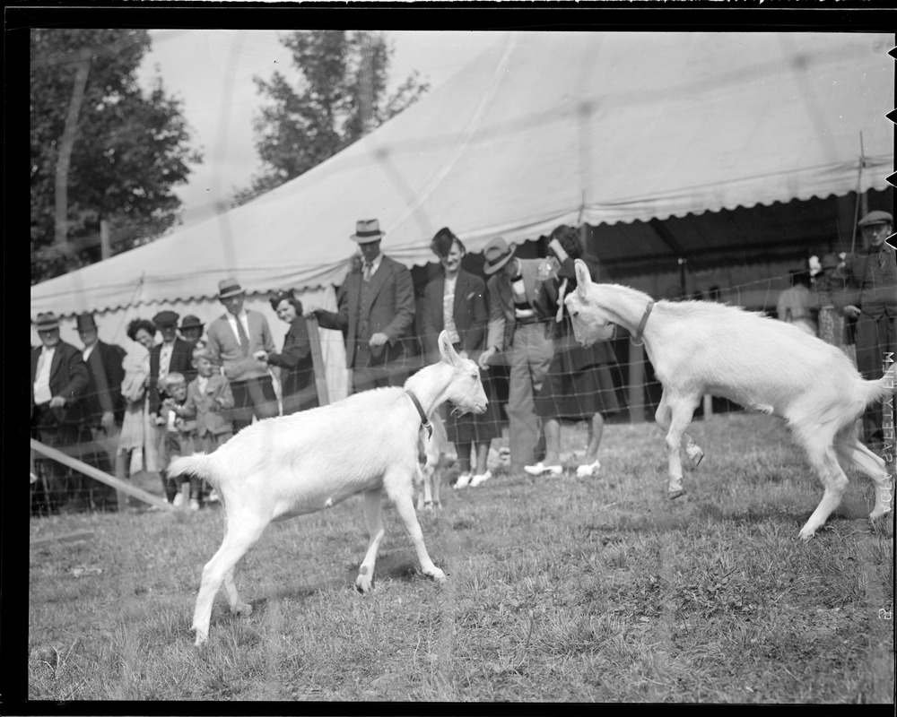 Goats in butting contest at the fair