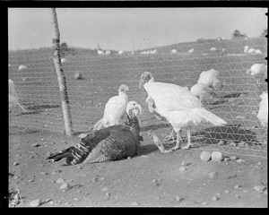 Turkeys
