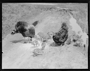 Turkeys