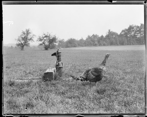 Turkeys