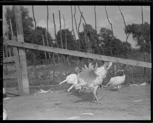 Turkeys on turkey farm