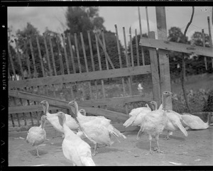 Turkeys on turkey farm