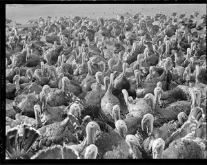 Turkeys