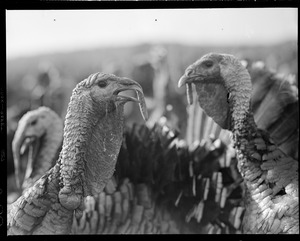 Turkeys