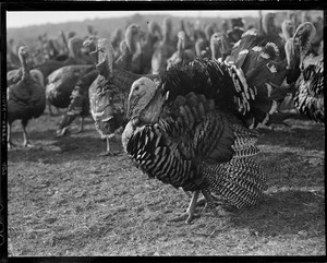 Turkeys