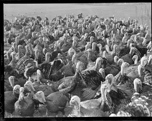 Turkeys