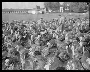 Turkeys