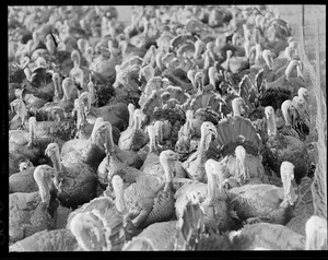 Turkeys