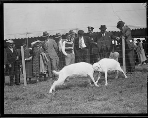 Goats at Brockton Fair