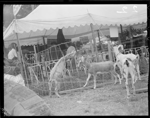 Goats at Brockton Fair