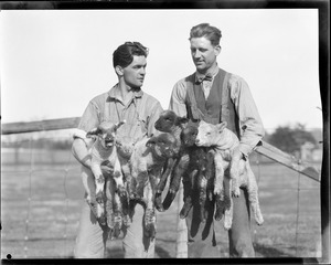 Sheep shearing - Mass. Agricultural College - Amherst, MA
