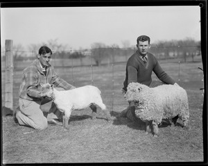 Sheep shearing - Mass. Agricultural College - Amherst, MA