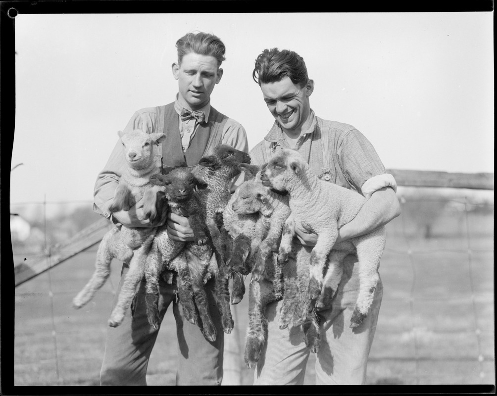 Sheep shearing - Mass. Agricultural College - Amherst, MA