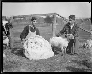 Sheep shearing - Mass. Agricultural College - Amherst, MA