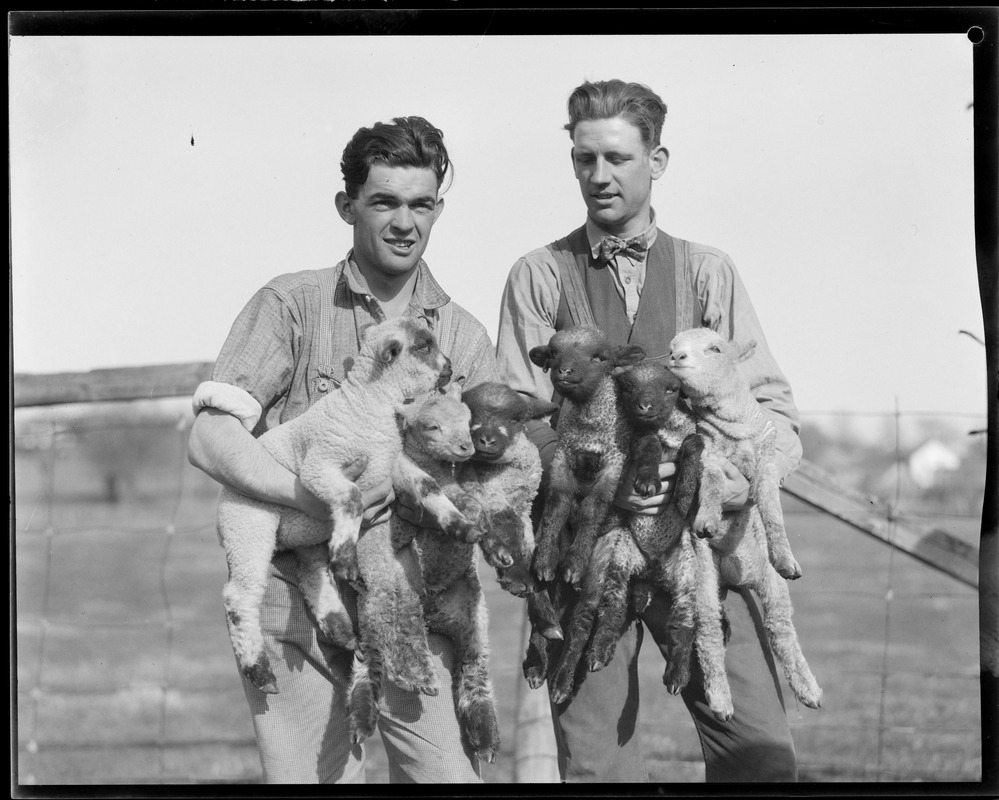 Sheep shearing - Mass. Agricultural College - Amherst, MA