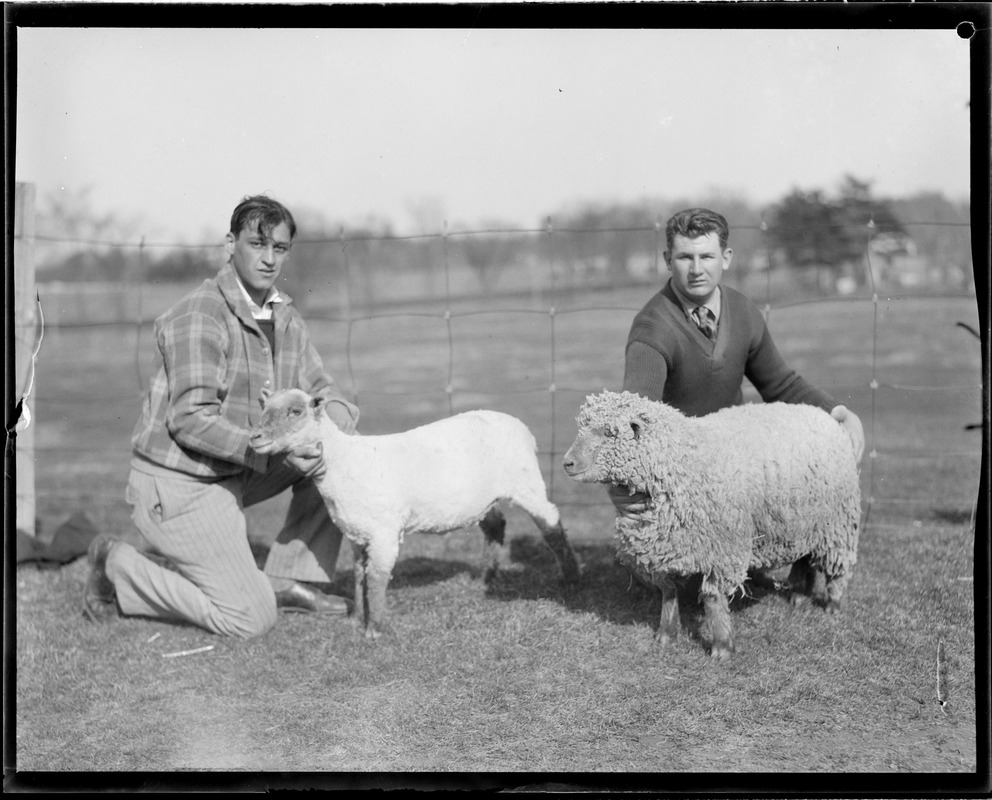 Sheep shearing - Mass. Agricultural College - Amherst