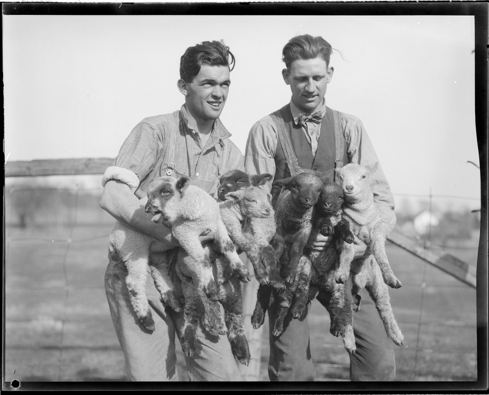 Sheep shearing - Mass. Agricultural College - Amherst