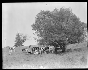 Cows on the land