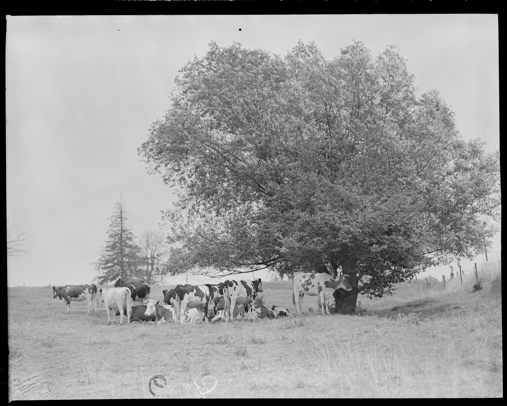 Cows on the land
