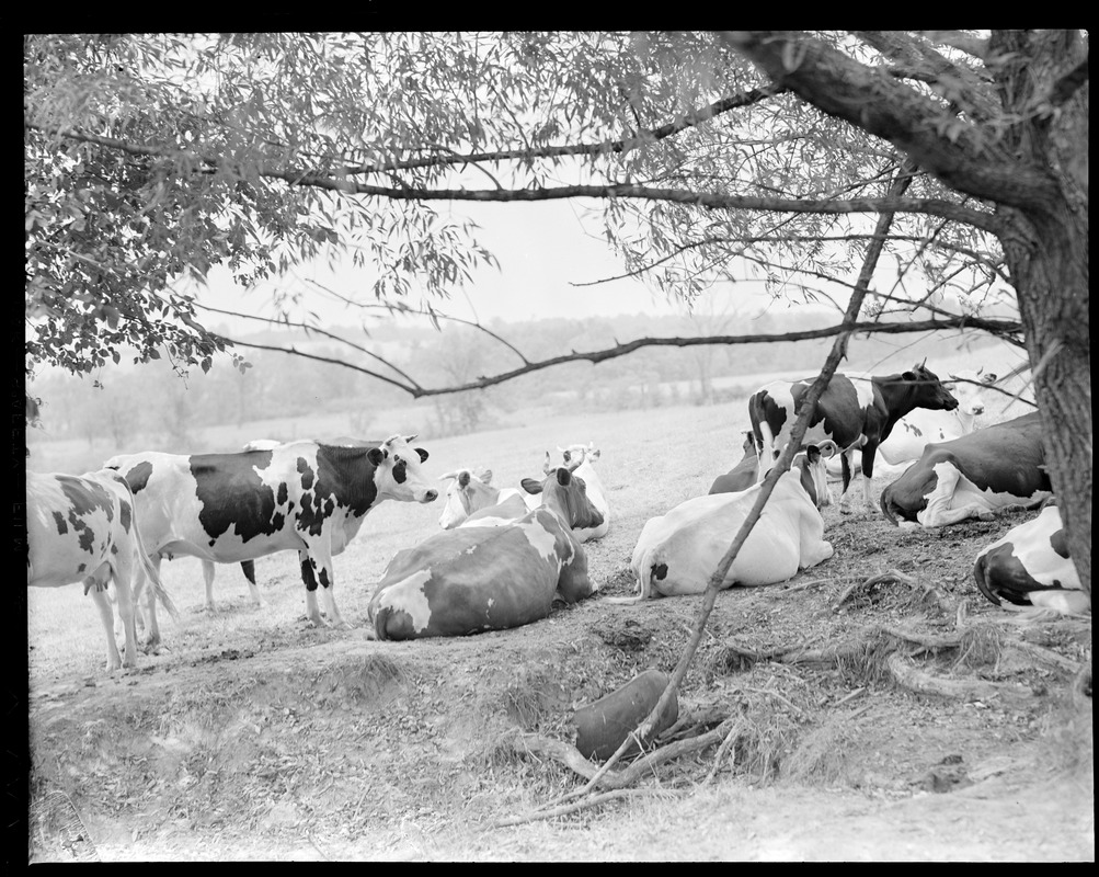 Cows on the land