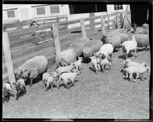 Sheep at Mass. Agricultural College