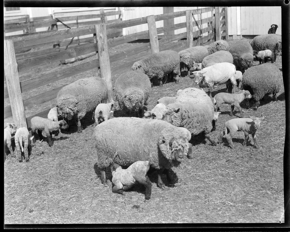 Sheep at Mass. Agricultural College
