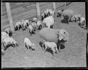 Sheep at Mass. Agricultural College