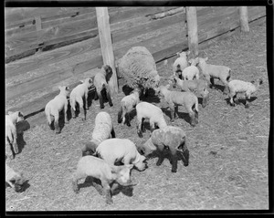 Sheep at Mass. Agricultural College