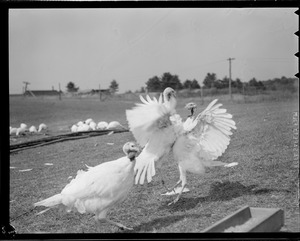 Turkeys on turkey farm