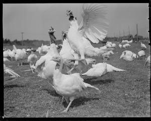 Turkeys on turkey farm