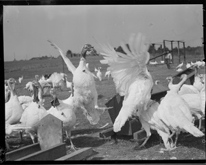 Turkeys on turkey farm