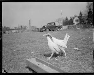 Turkeys on turkey farm