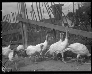 Turkeys on turkey farm
