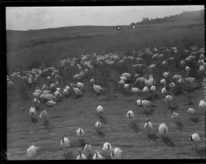 Turkeys on turkey farm