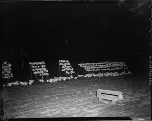 Turkeys on turkey farm