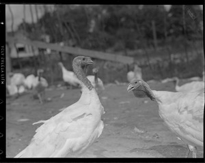 Turkeys on turkey farm