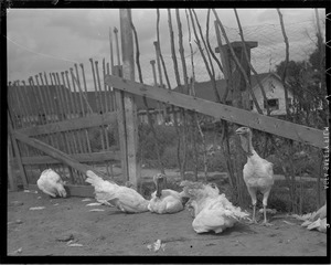 Turkeys on turkey farm