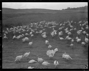 Turkeys on turkey farm