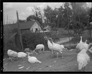 Turkeys on turkey farm
