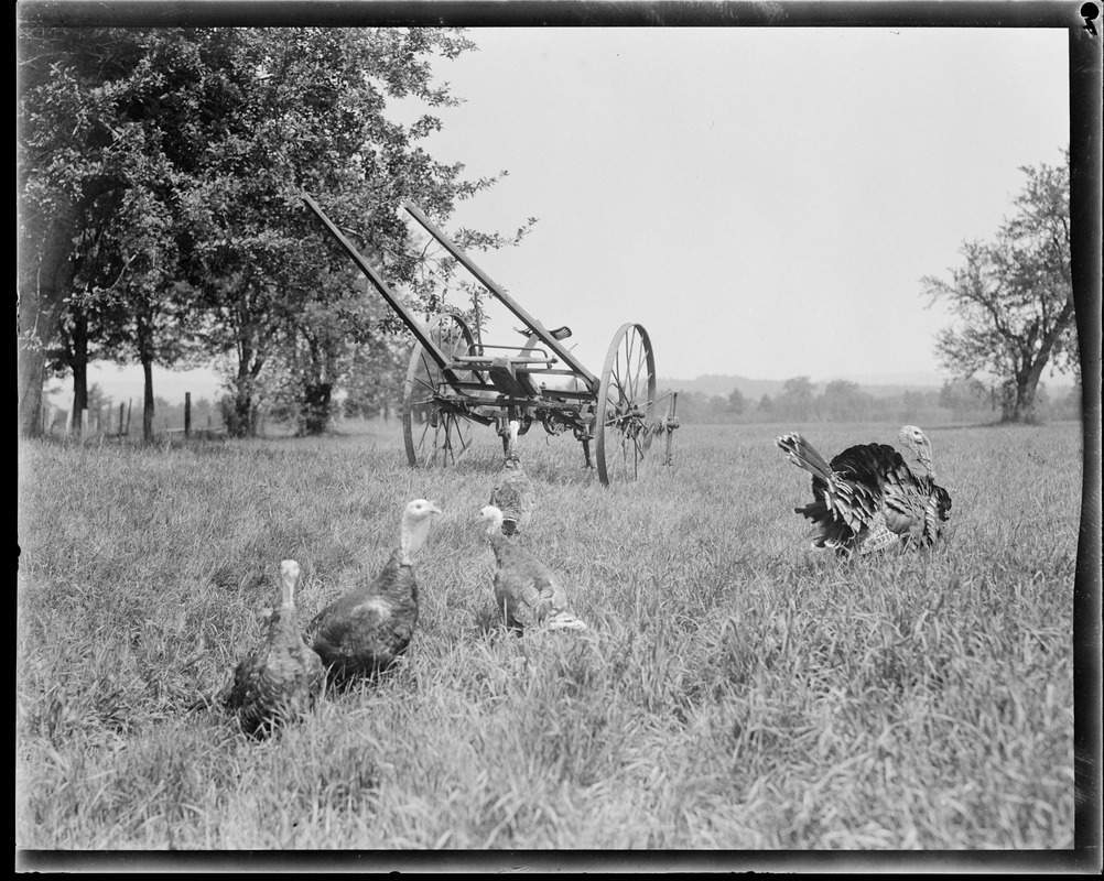 Turkeys at Flying Horse Farm, Pingree's estate, Ipswich Digital