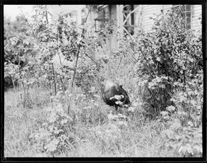 Turkeys at Flying Horse Farm, Pingree's estate, Ipswich