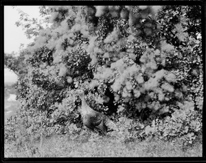 Turkeys at Flying Horse Farm, Pingree's estate, Ipswich