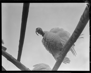 Turkeys
